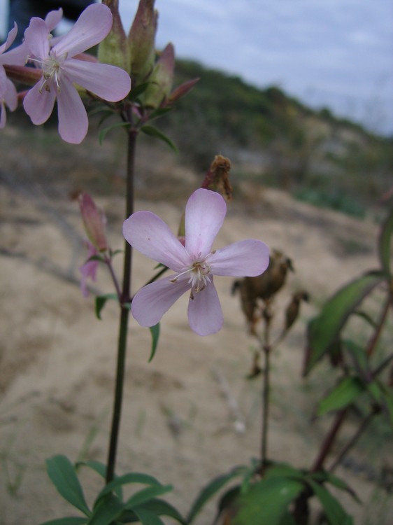 Saponaria officinalis